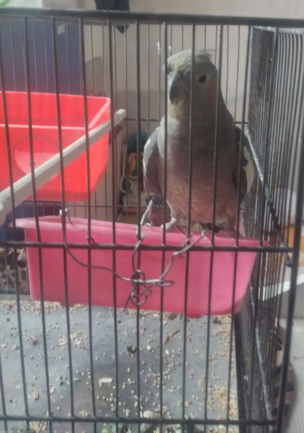 یک عروس هلندی|پرنده|کنگاور, |دیوار