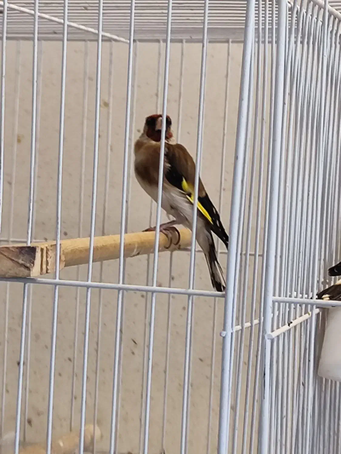 سهره چهار گل سهره سرخ سهره کرمانی ماده دوساله|پرنده|مشهد, هفده شهریور|دیوار