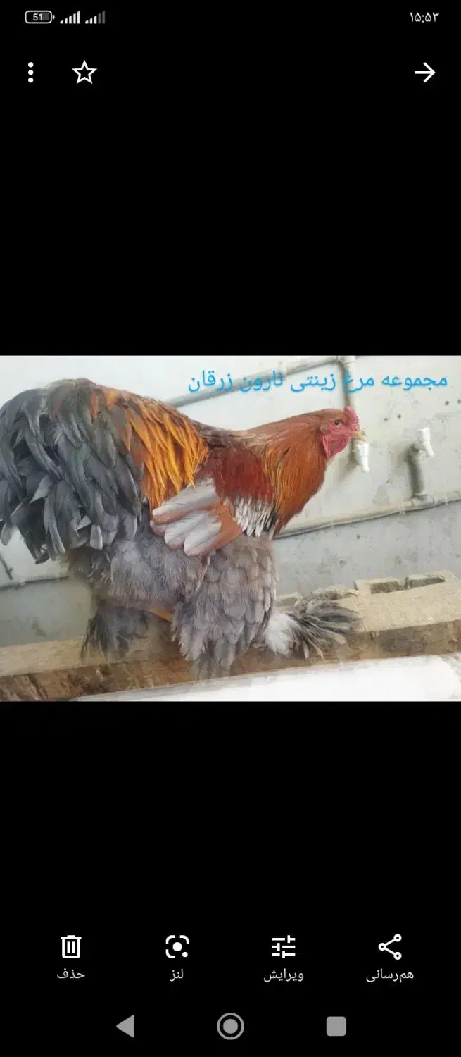 فروش تخم نطفه دار مرغ برهما و کوشین جوجه|حیوانات مزرعه|شیراز, زیباشهر|دیوار