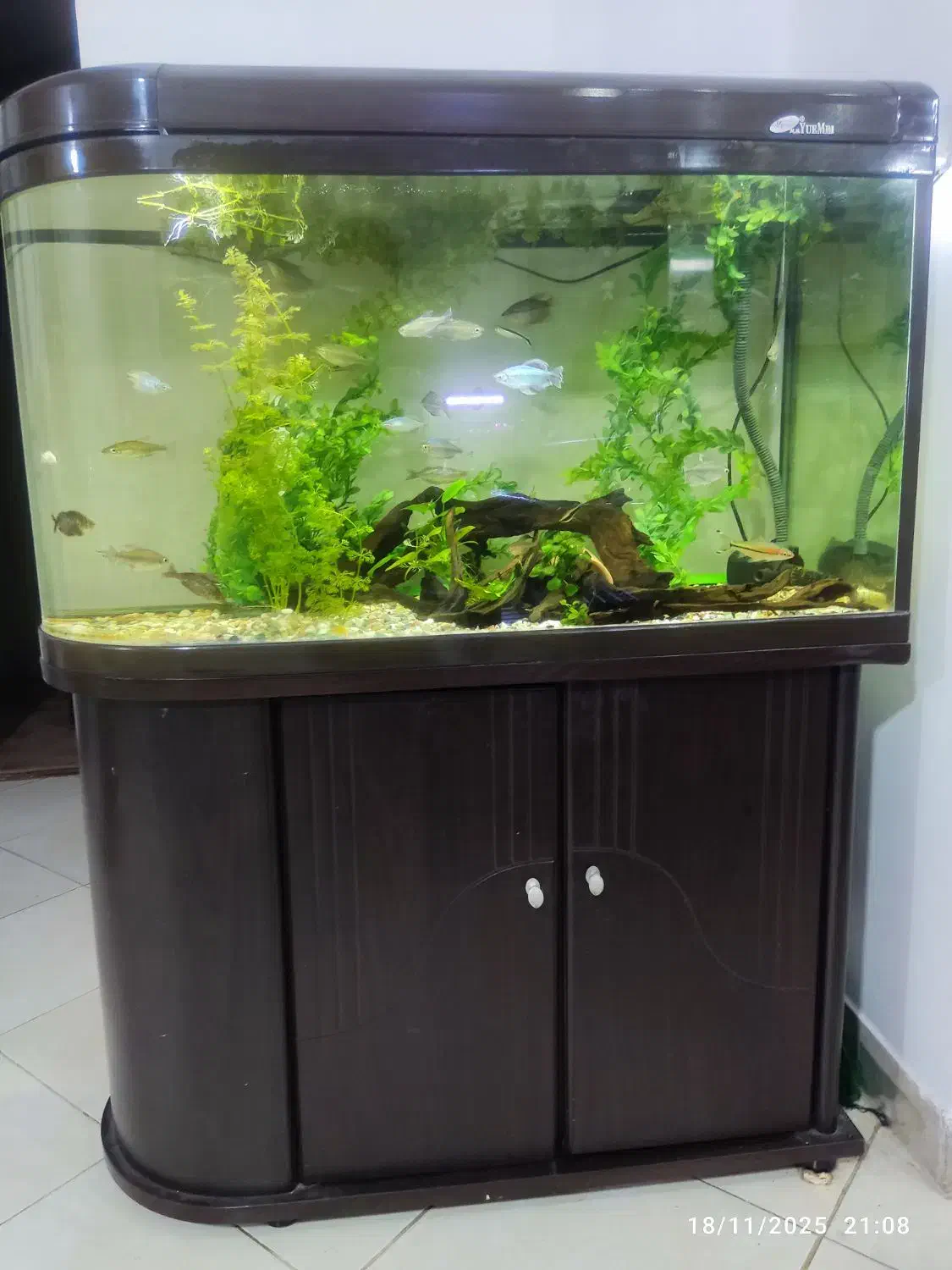 آکواریم یو شکل شرکتی|ماهی|شیراز, شهرک بهشتی|دیوار