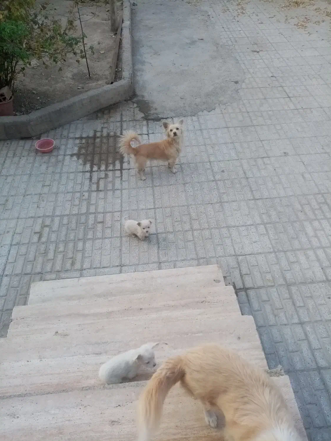 فروش توله های اشپیتز|سگ|شیروان (خراسان), |دیوار