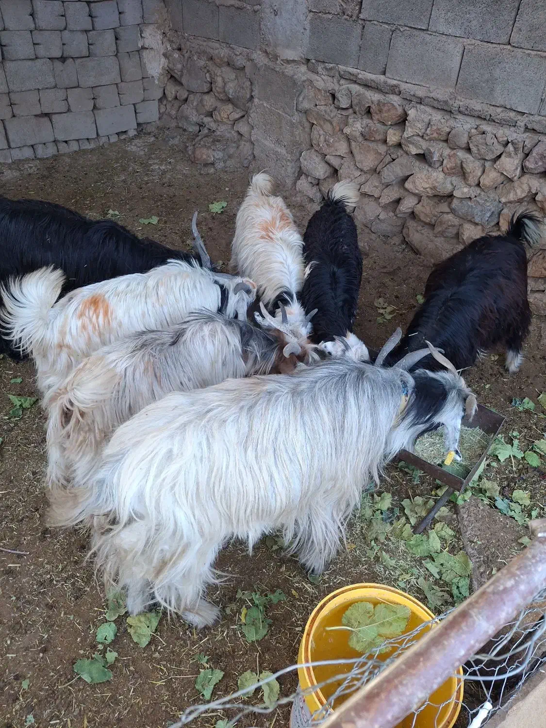 فروش گوسفند مولد بختیاری نر و ماده آبستن|حیوانات مزرعه|اردل, |دیوار