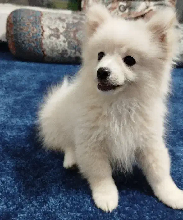 توله پامر نر بازیگوش و آماده آموزش|سگ|یزد, |دیوار