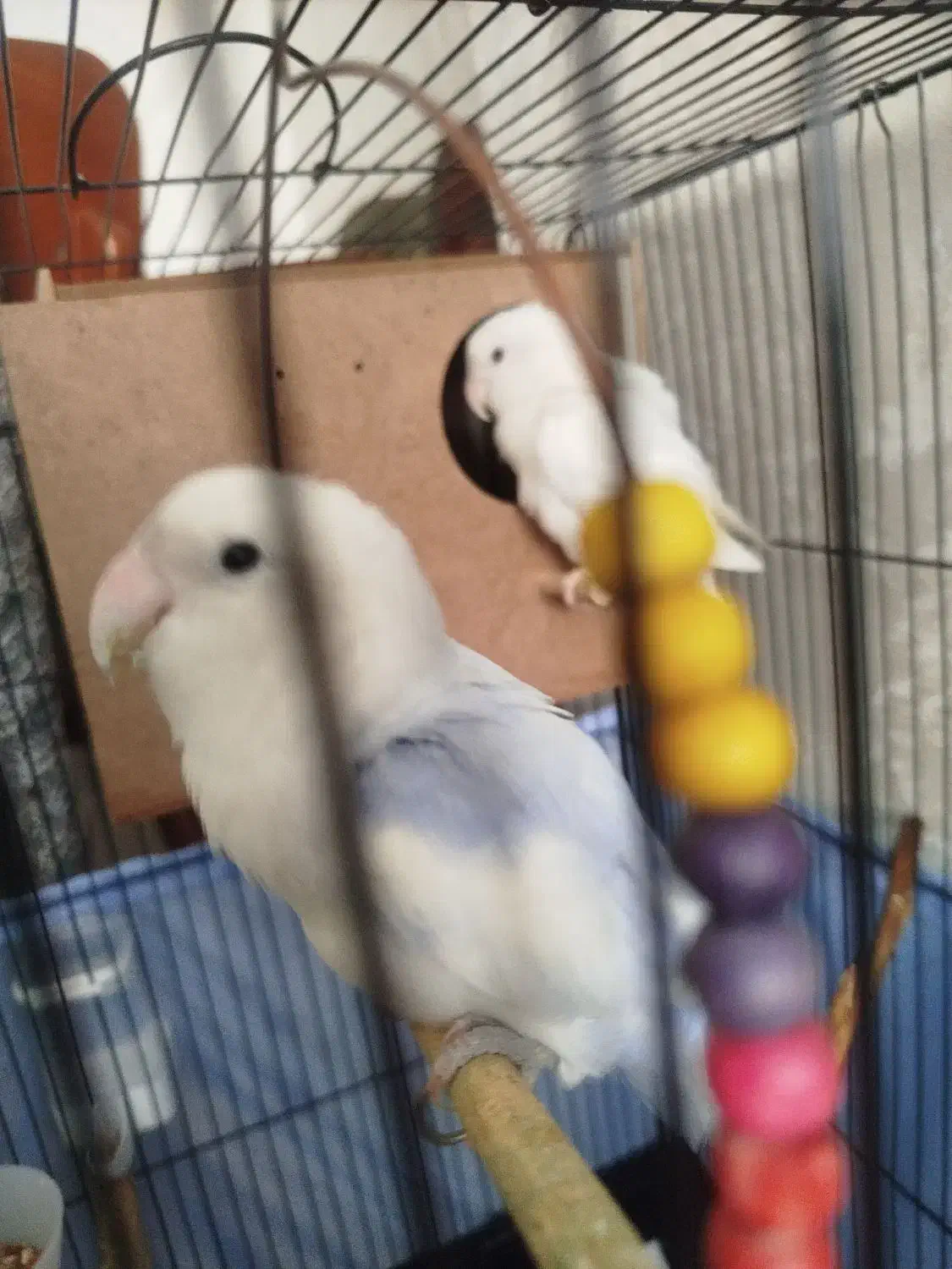 طوطی برزیلی|پرنده|ری, ولی آباد|دیوار