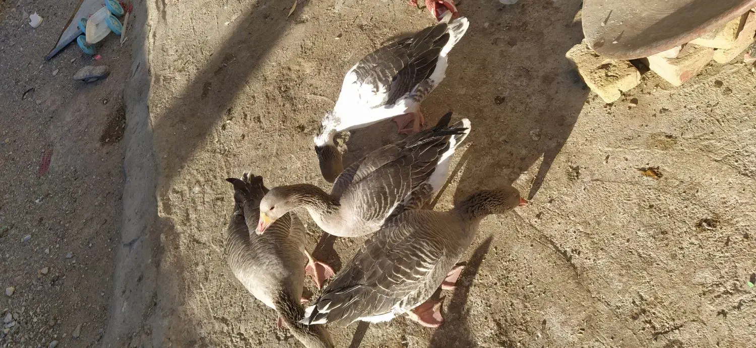 غاز مرغ ابی|پرنده|زابل, |دیوار