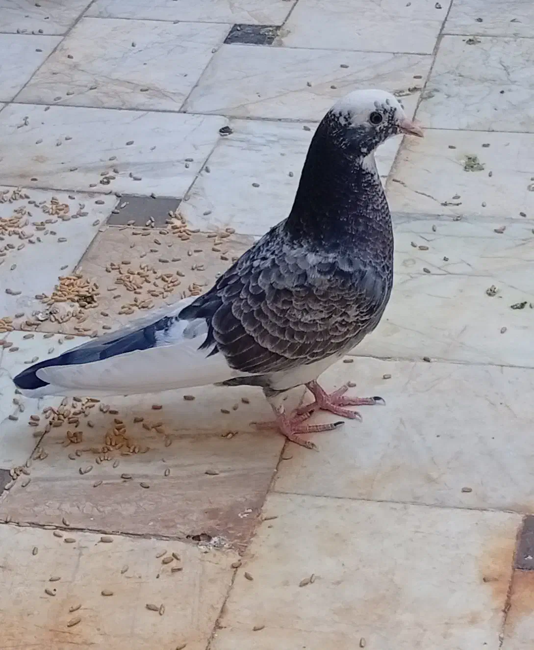 کفتر گمشده|حیوانات|قم, قلعه یزدیها|دیوار