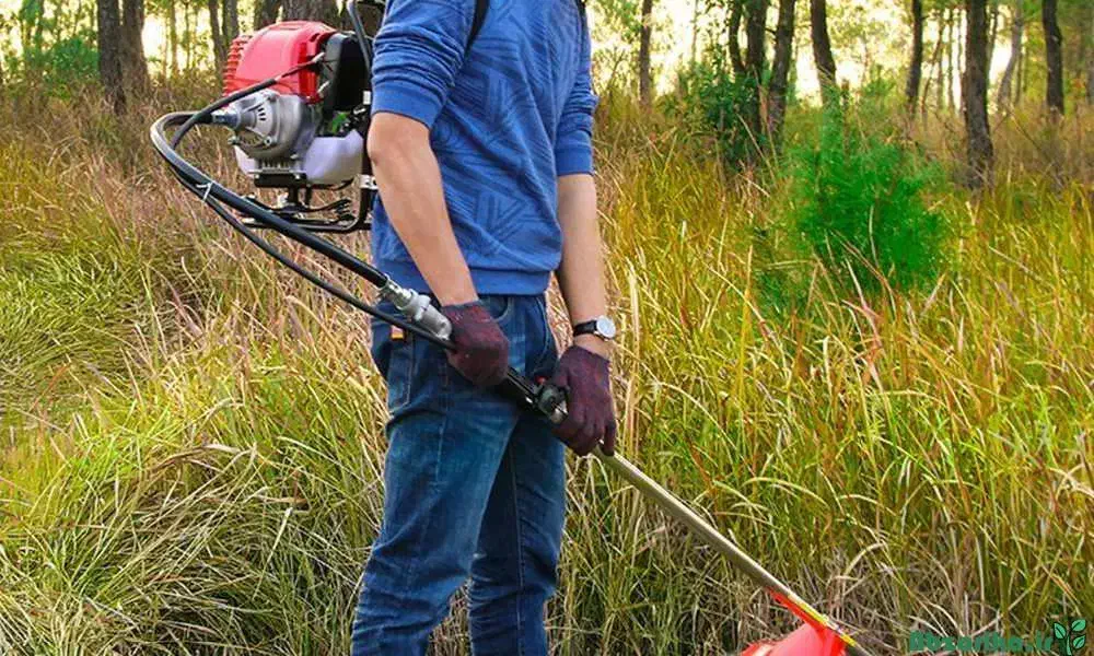 سمپاشی و علف تراشی|خدمات باغبانی و درختکاری|تنکابن, |دیوار