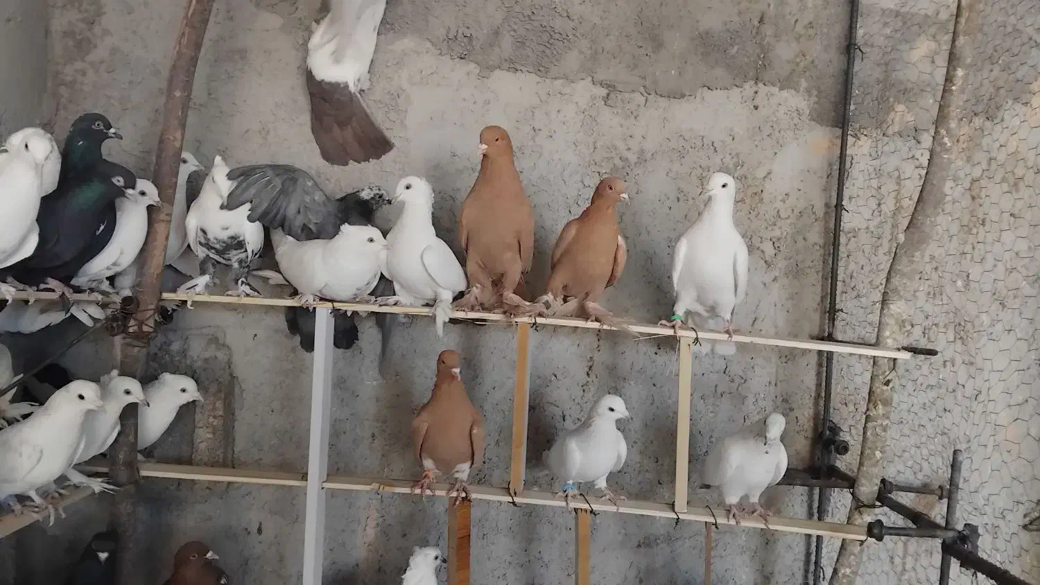 کبوتر سرخ زرد دم سیاه سینه ای|پرنده|اصفهان, شمس آباد|دیوار