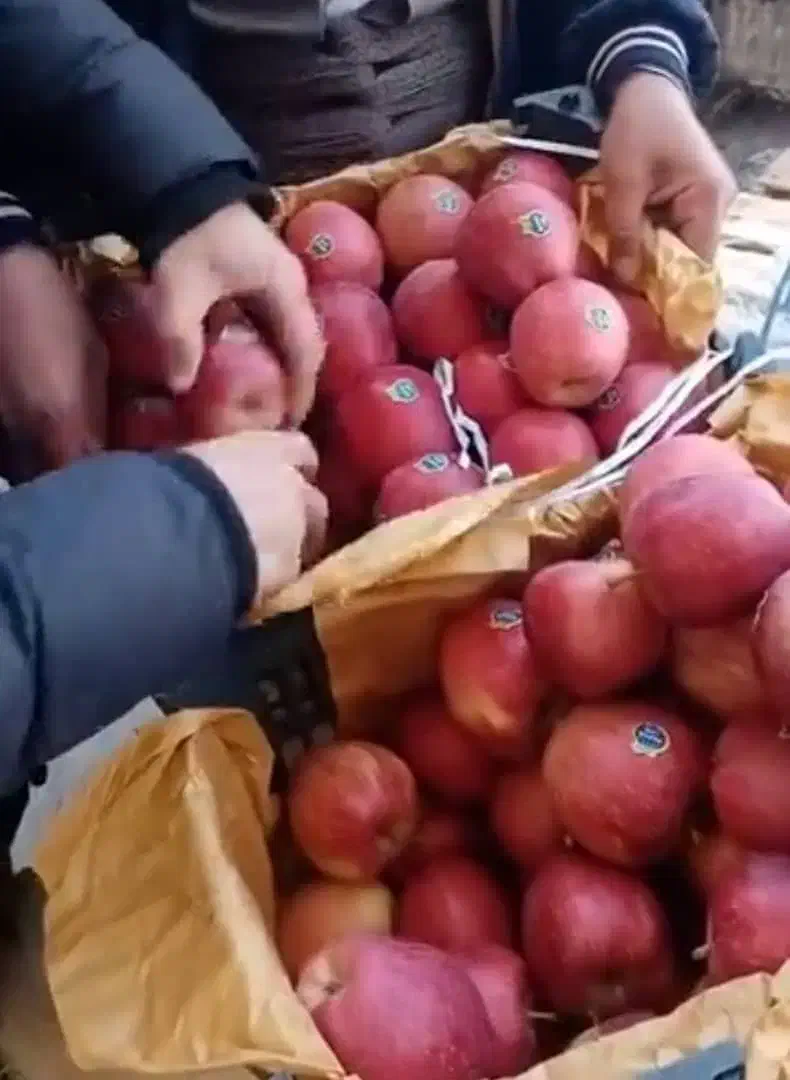 سیب لوکس کوهستانی ارومیه ترگور دربند|خوردنی و آشامیدنی|سیلوانه, |دیوار