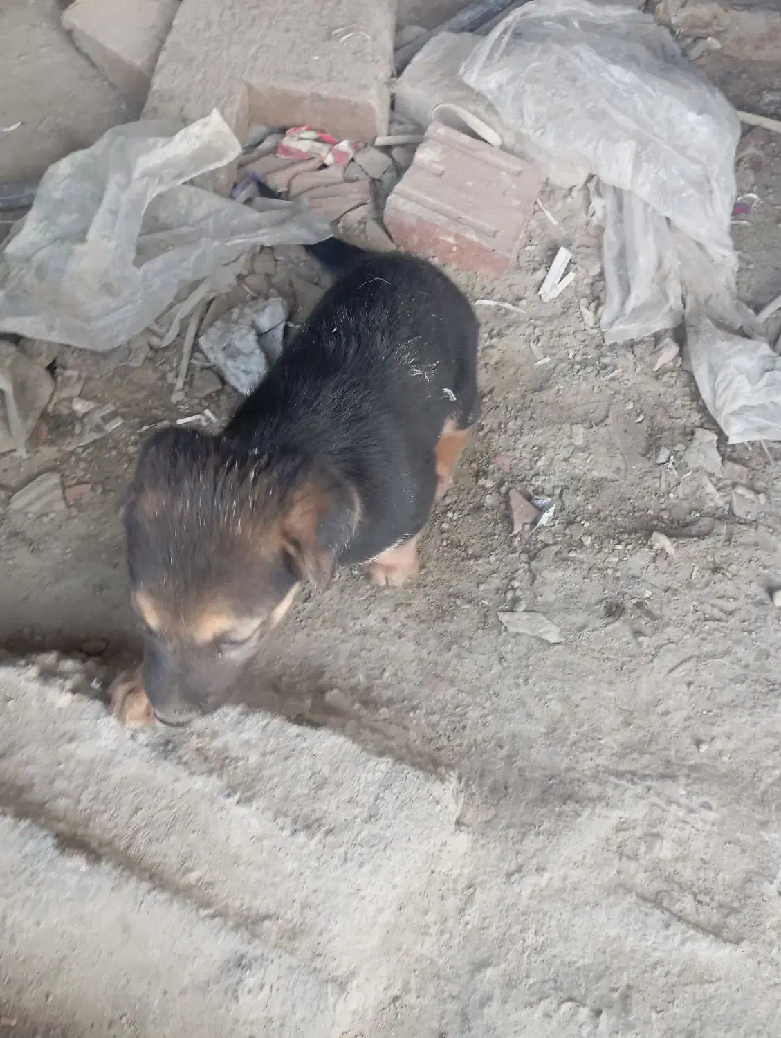 ۲توله ژرمن با مادر|سگ|بهشهر, |دیوار