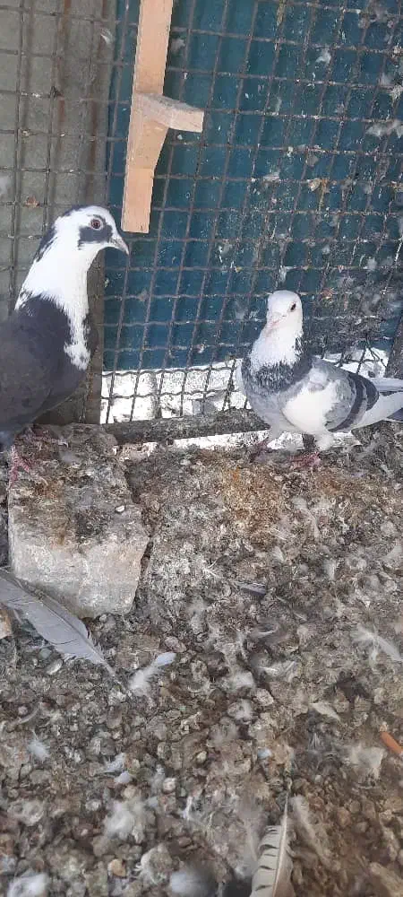 کفتر مخمل و ابلغ|پرنده|شیراز, گل سرخ|دیوار