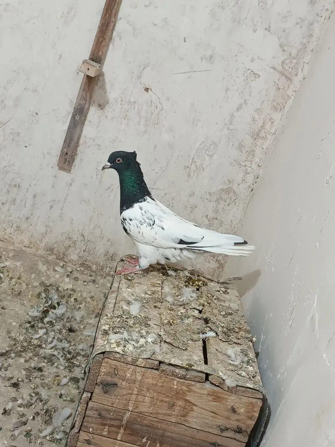 کبوتر کله ماده|پرنده|بجنورد, |دیوار