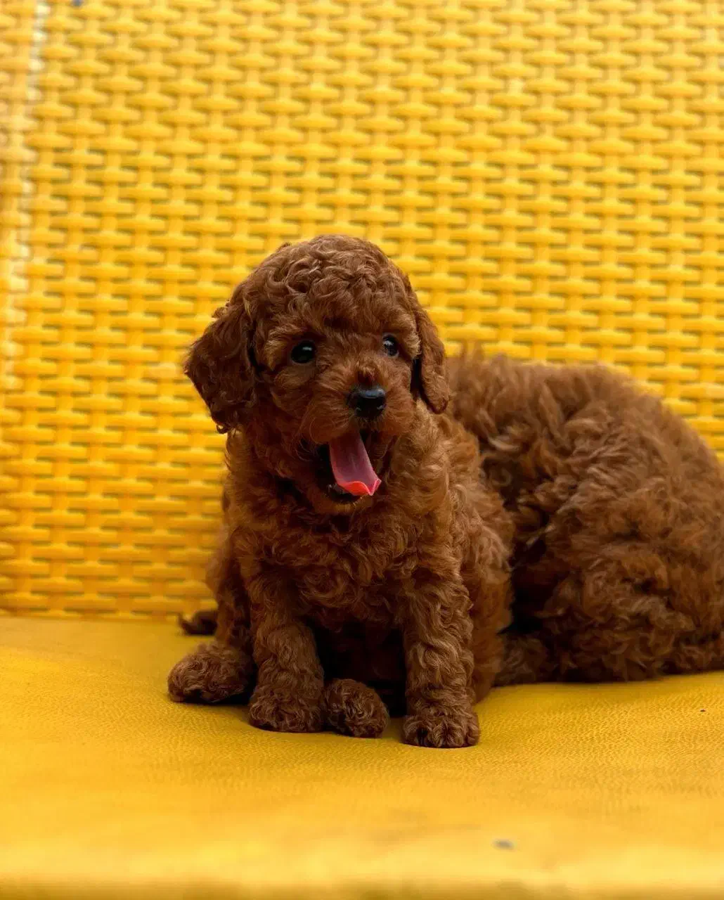 پامرانین و پوودل بازدید حضوری تحویل در دامپزشکی|سگ|اصفهان, باغ زرشک|دیوار