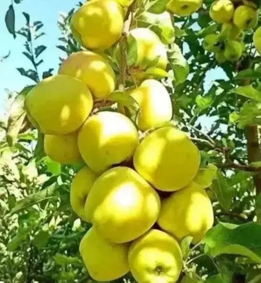 فروش نهال با تمامی ارقام ها|خدمات باغبانی و درختکاری|جلفا, |دیوار