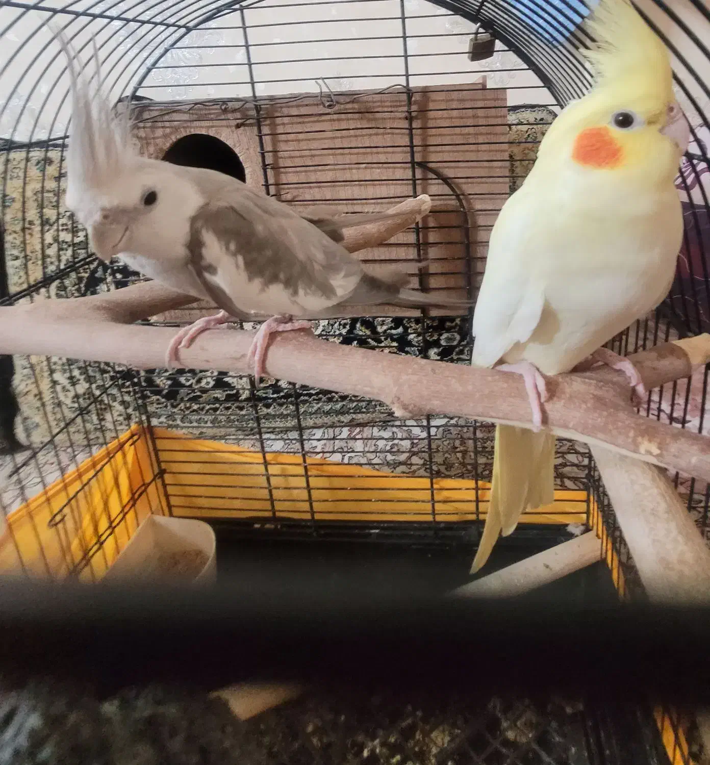 عروس هلندی بالغ|پرنده|ری, سیزده آبان|دیوار