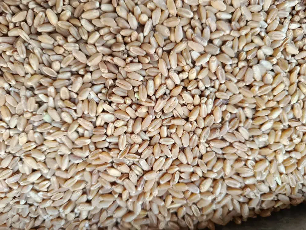 گندم بذری چمران۲ بوجاری شده و مهرگان|عمدهفروشی|رامشیر, |دیوار