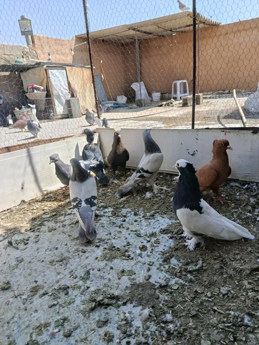 ماده بهبهانی|پرنده|شیراز, کوزه گری|دیوار