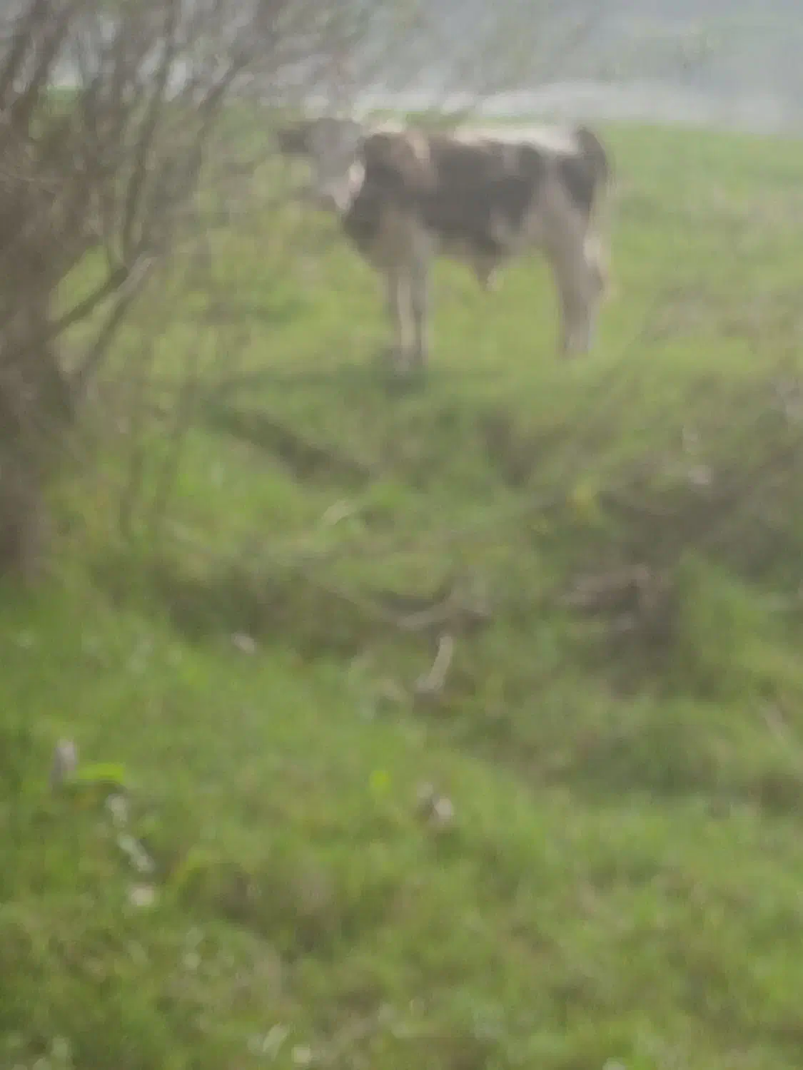 دوراس ورزاکوله سیمین تال وچالوسی|حیوانات مزرعه|آستانه اشرفیه, |دیوار