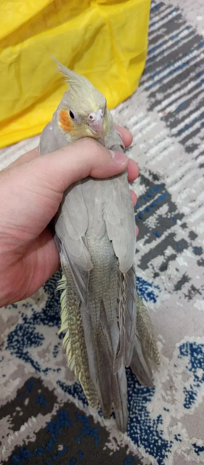 جوجه عروس هلندی|پرنده|ری, دیلمان|دیوار