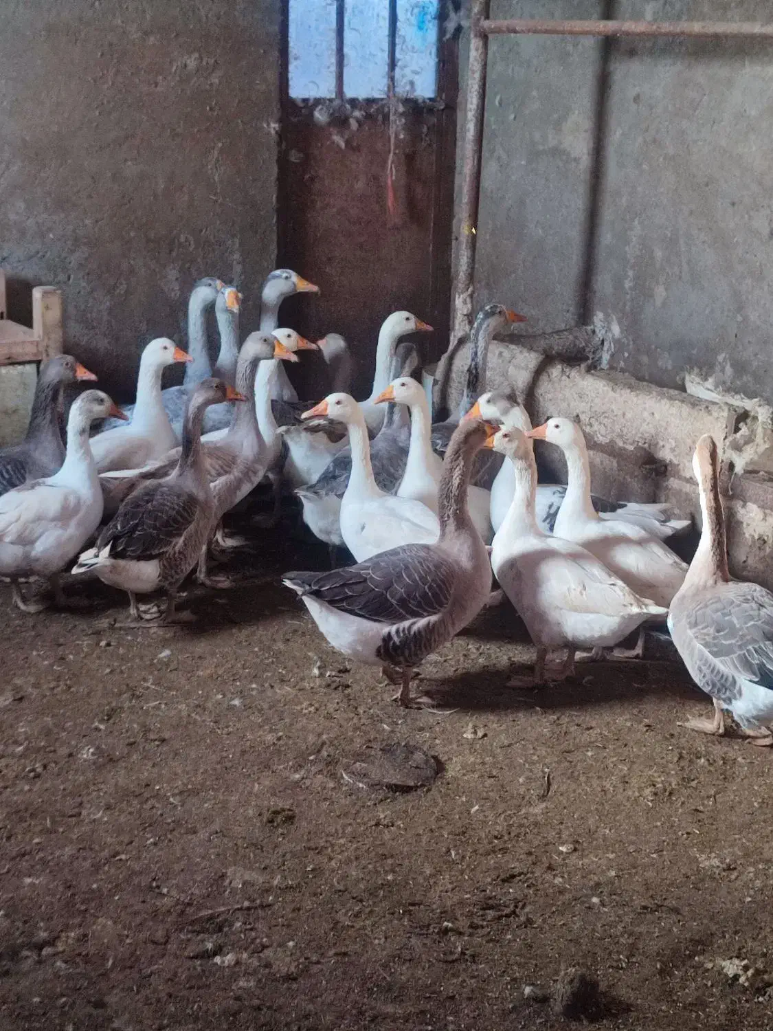 غاز محلی|حیوانات مزرعه|چاراویماق, |دیوار