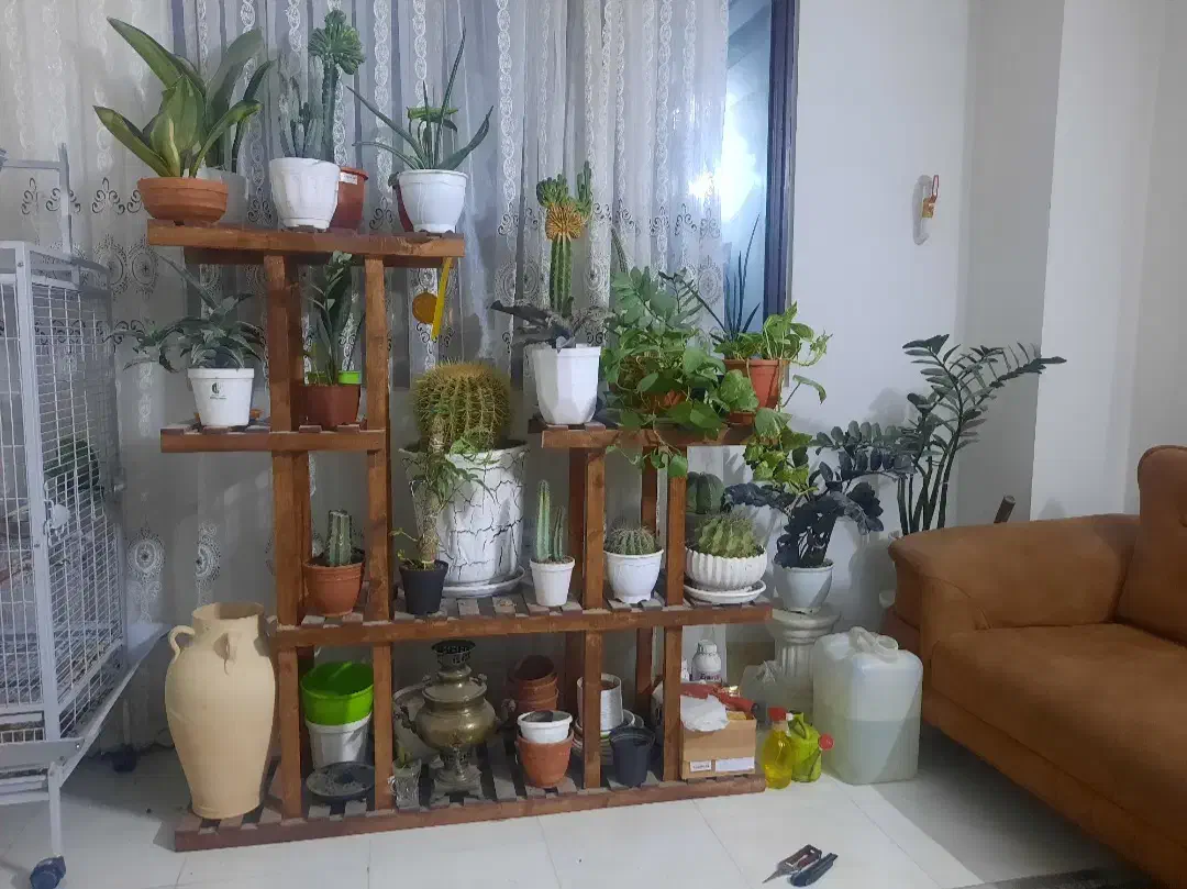 گل و گیاه|گل و گیاه طبیعی|رباطکریم, رباطکریم|دیوار