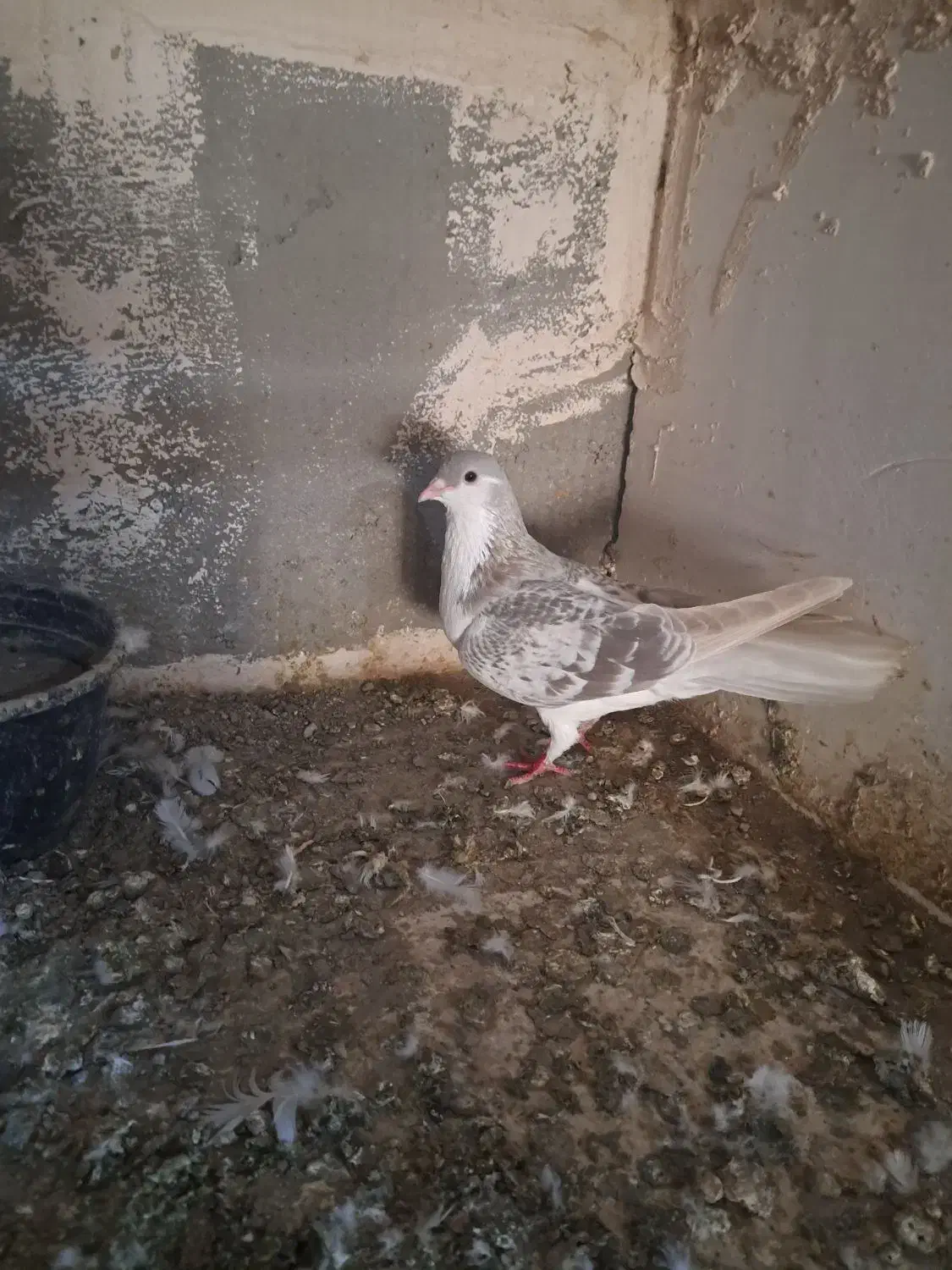 پرنده|پرنده|تربت‌حیدریه, پائین ولایت|دیوار