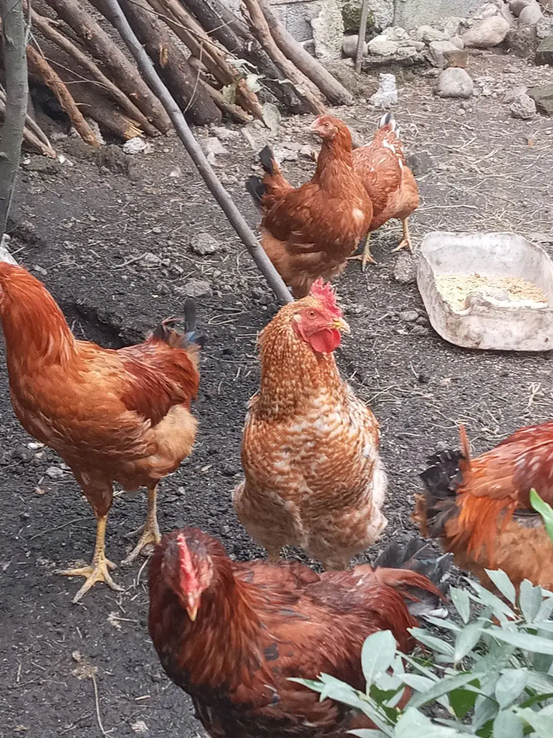 فروش خروس محلی به صورت تکی و عمده|حیوانات مزرعه|امامزاده عبدالله, |دیوار