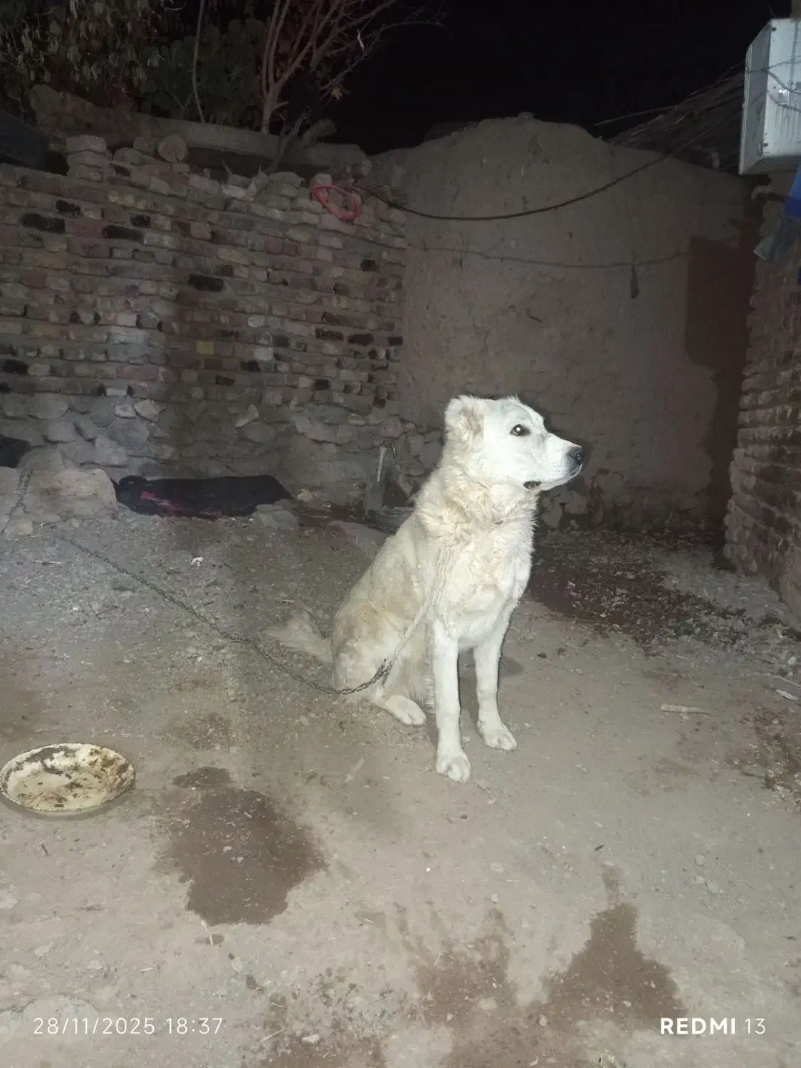 سگ نگهبان|سگ|بیرجند, |دیوار