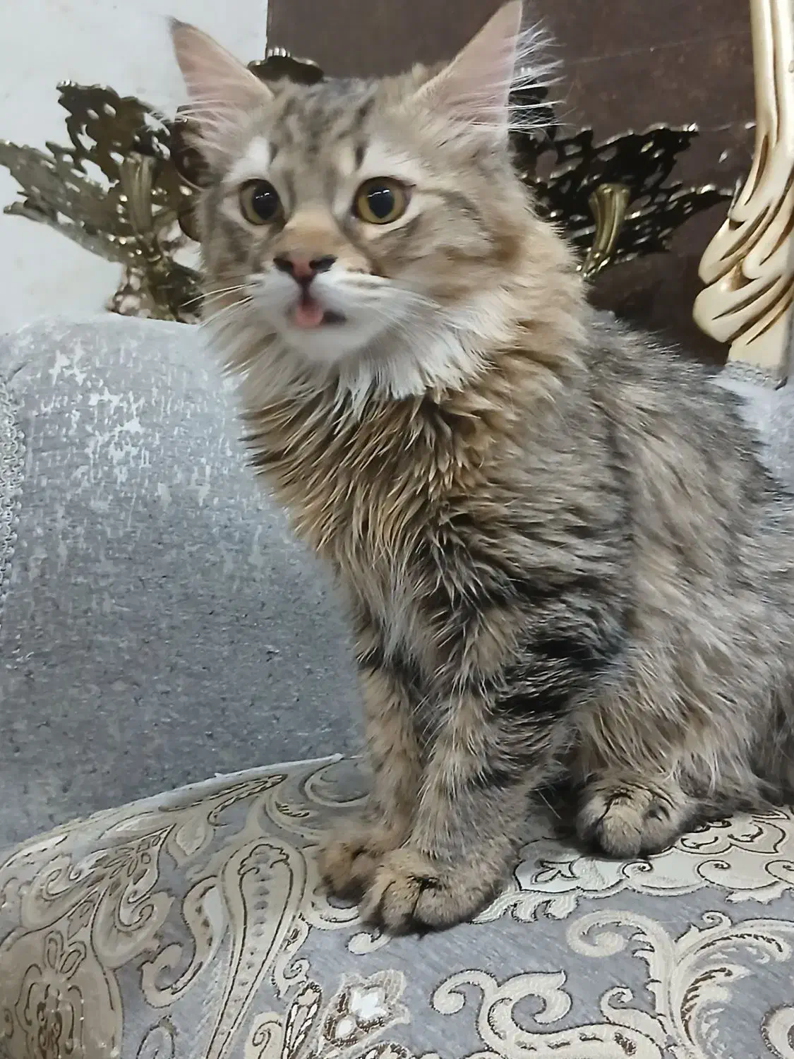 واگذاری فوری،گربه های نژاددارواصیل|گربه|اهواز, کوی جانبازان(دانش)|دیوار