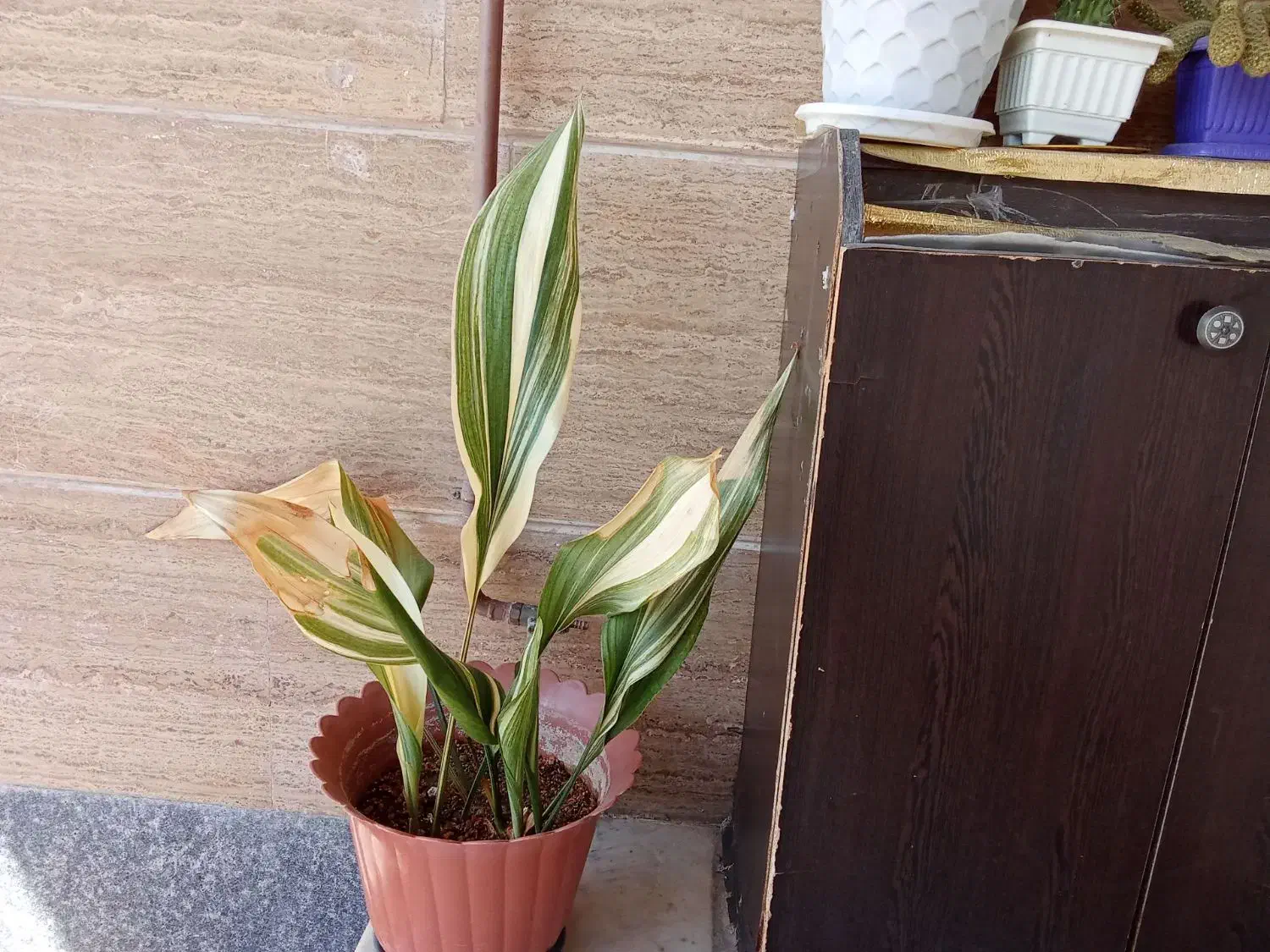 گل وگیاه|گل و گیاه طبیعی|خرمدره, |دیوار