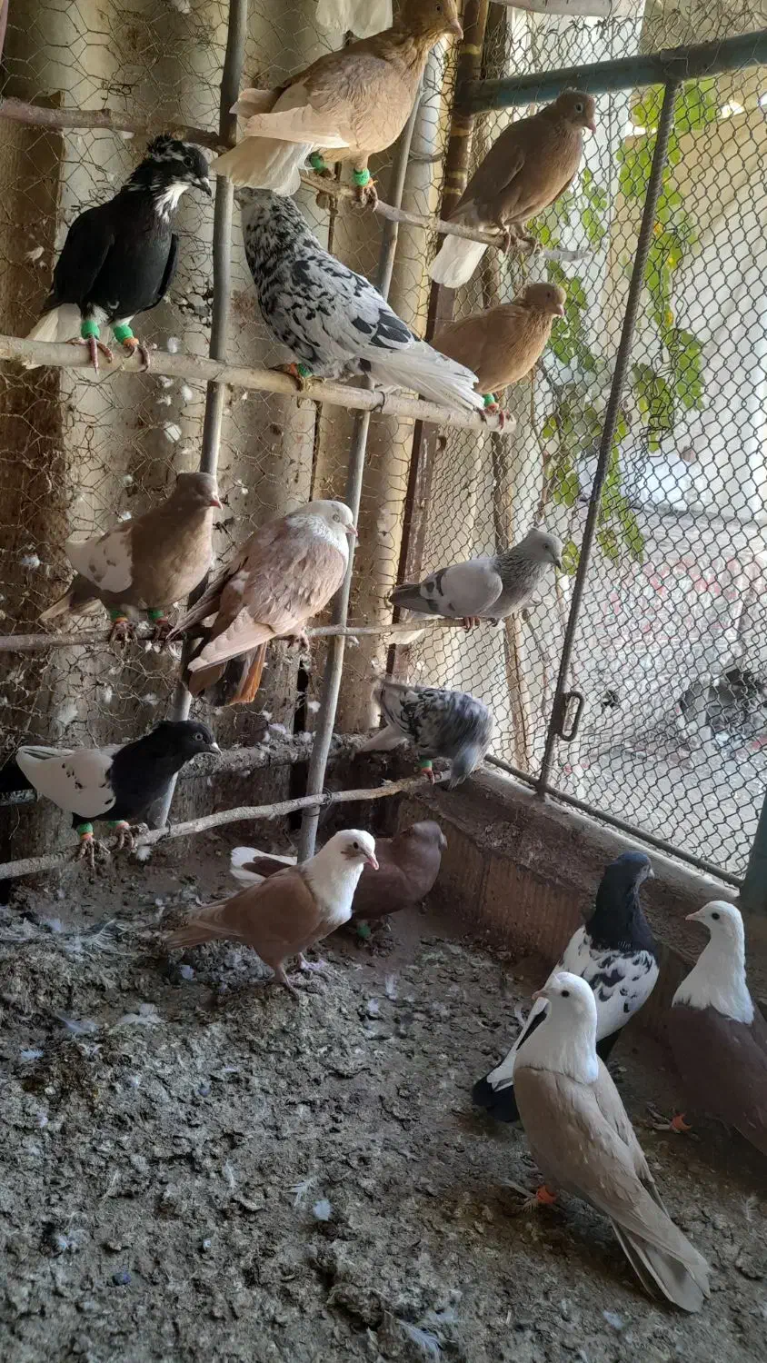 دمسفید پرشی|پرنده|جوین, |دیوار