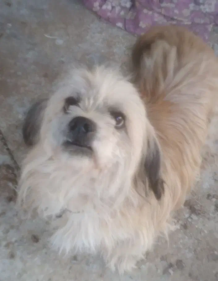 واگذاری سگ پاکوتاه ماده حرف گوش کن و بامزه|سگ|لاهیجان, بازکیاگوراب|دیوار