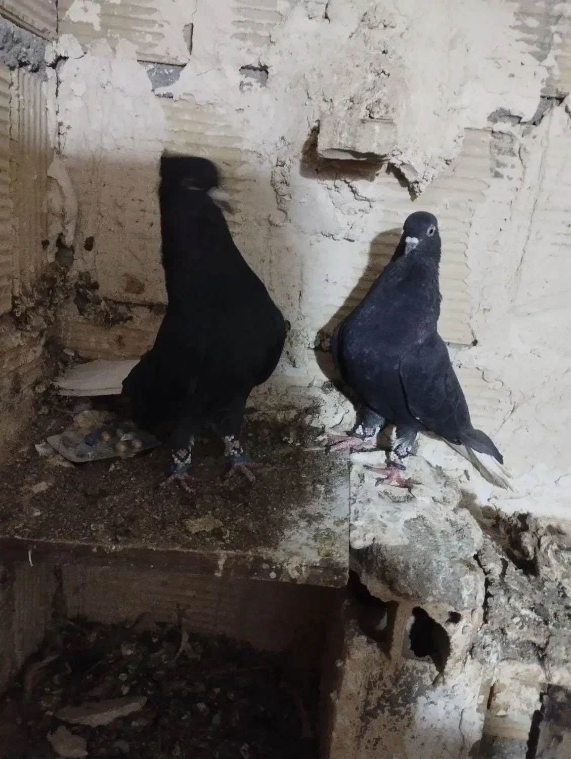 کفتر زاغ دم سفید|پرنده|مشهد, شهرک بهارستان|دیوار