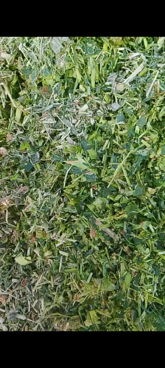 ذرت پربلال|عمده‌فروشی|نیشابور, بنیاد شهید|دیوار