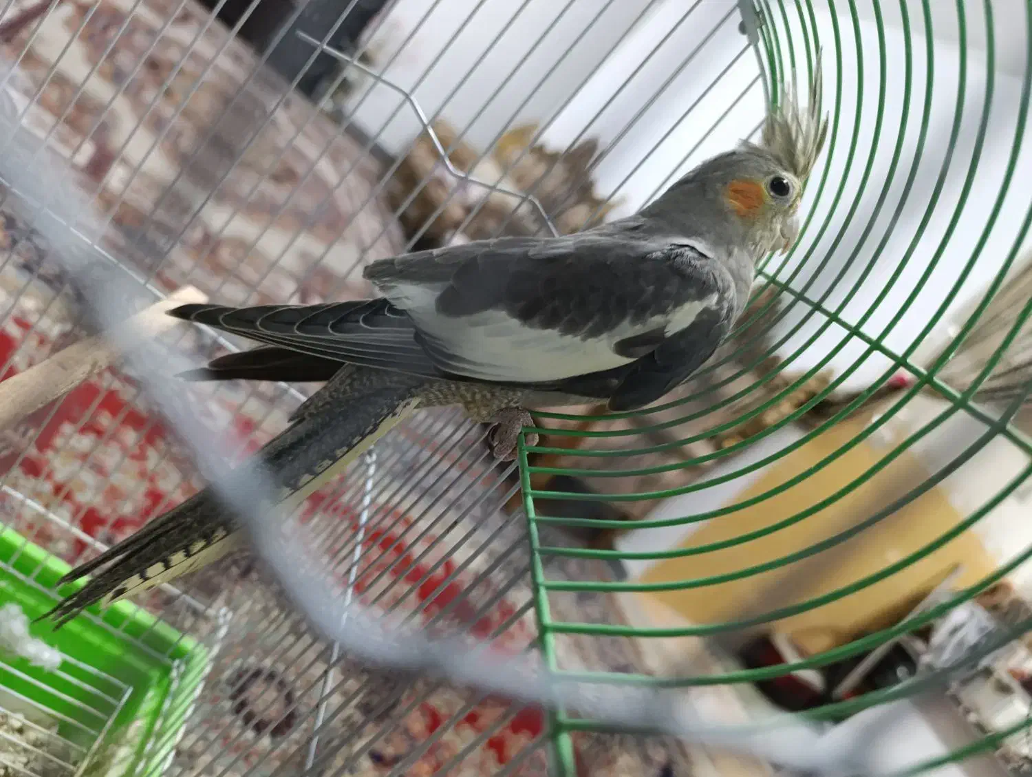 عروس هلندی|پرنده|مشگین شهر, |دیوار