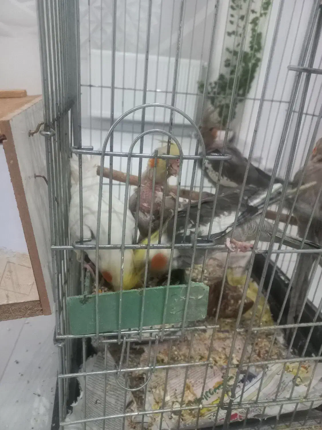 عروس هلندی مولد|پرنده|شاهینشهر, فدک|دیوار