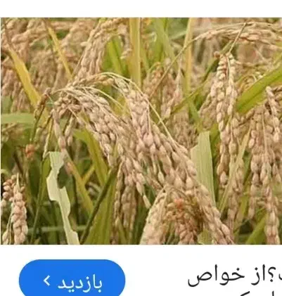 چلتوک برنج شلتوک|خوردنی و آشامیدنی|مرودشت, پشت سایپا‎|دیوار