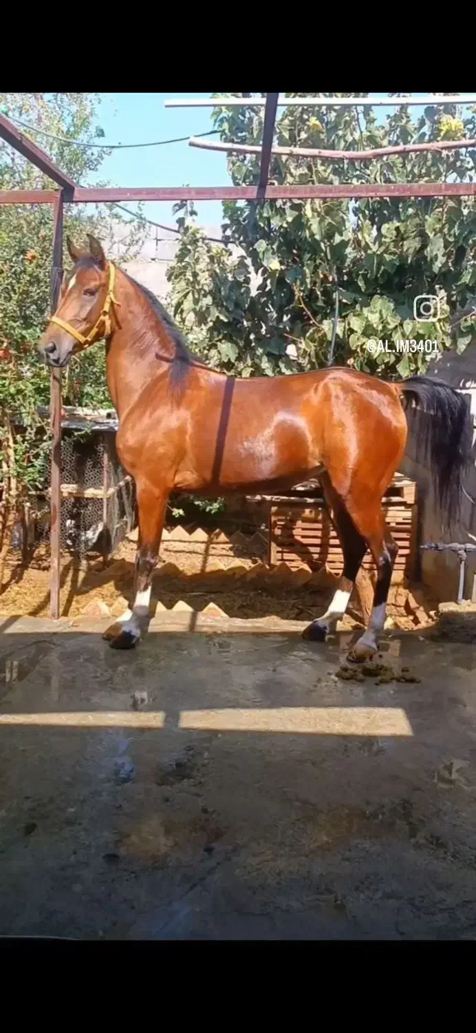 اسب مادیون با کره مادیون ۴ماهه مدرک دار|اسب و تجهیزات اسبسواری|یزد, |دیوار