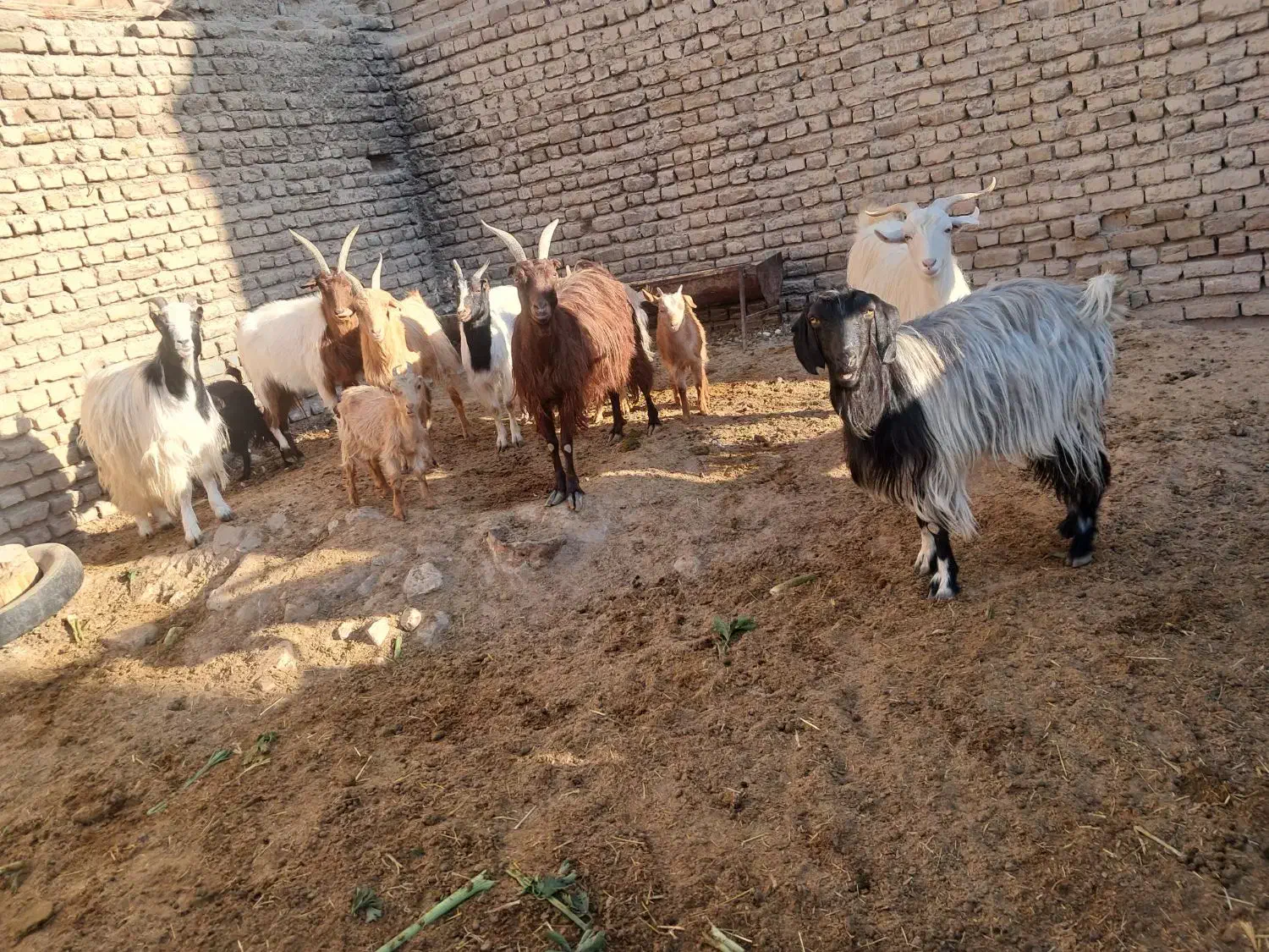 تعداد هفت راس بز|حیوانات مزرعه|هشتگرد, هشتگرد قدیم|دیوار
