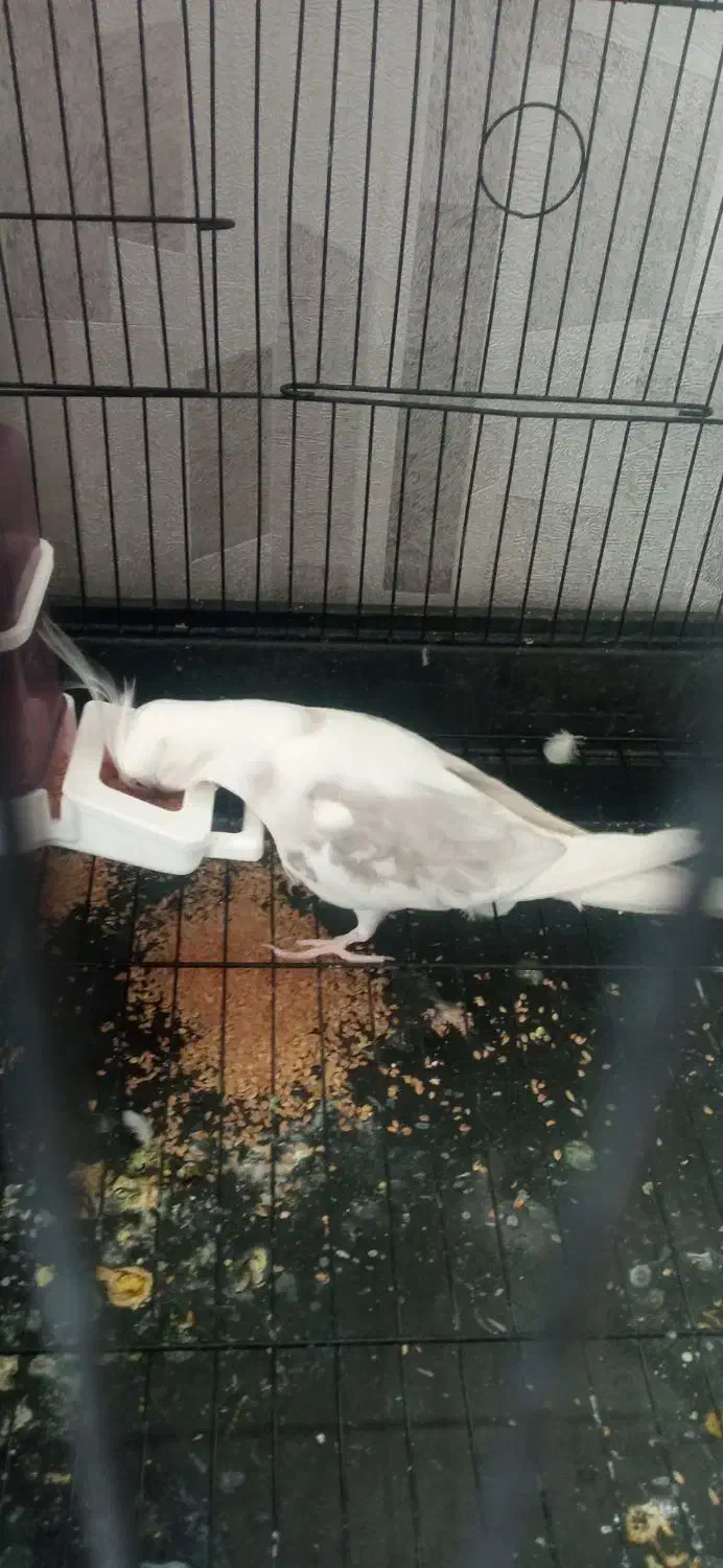 عروس مولد ایزابلا وایت فیس|پرنده|سهند, |دیوار