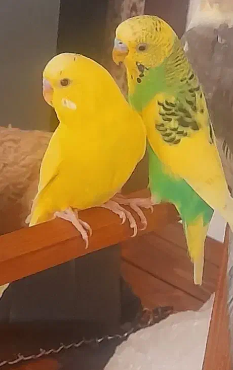 مرغ عشق|پرنده|زبرخان, |دیوار