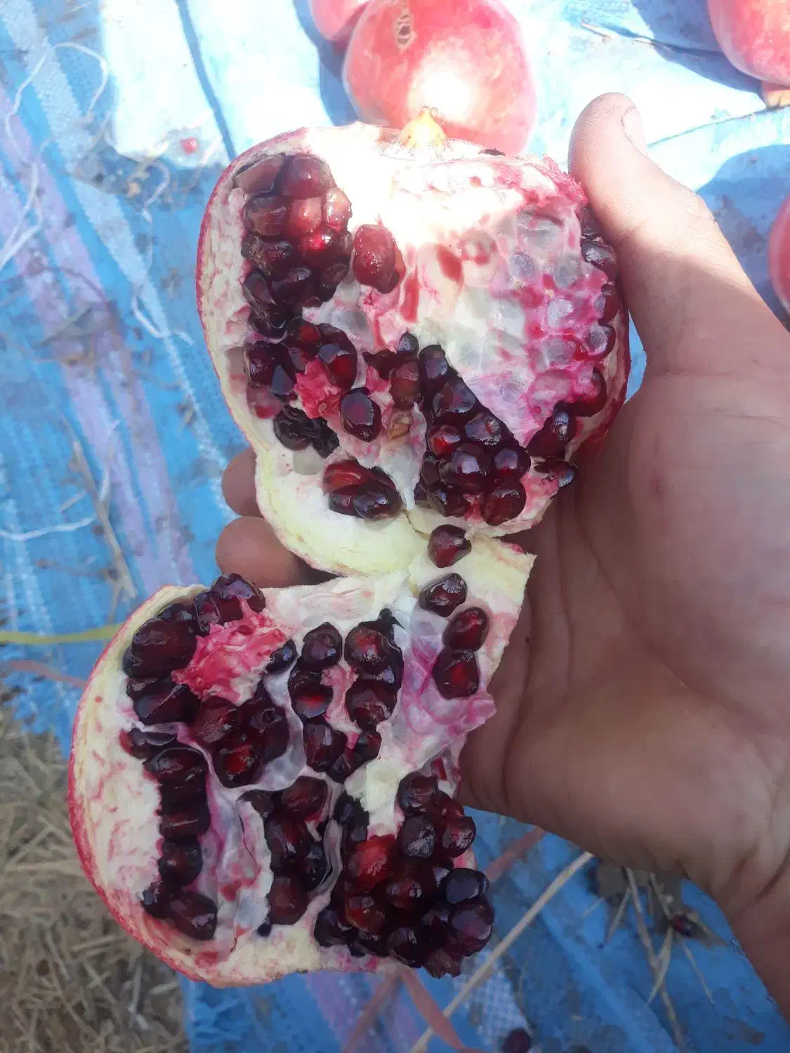 نهال انار رباب|خدمات باغبانی و درختکاری|ری, بی‌بی شهر بانو|دیوار