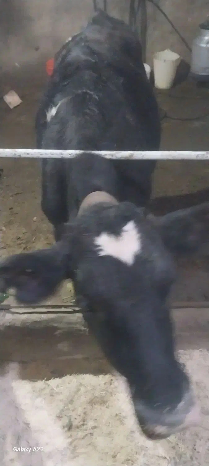 فروش ۲عدد گوساله|حیوانات مزرعه|قیدار, |دیوار