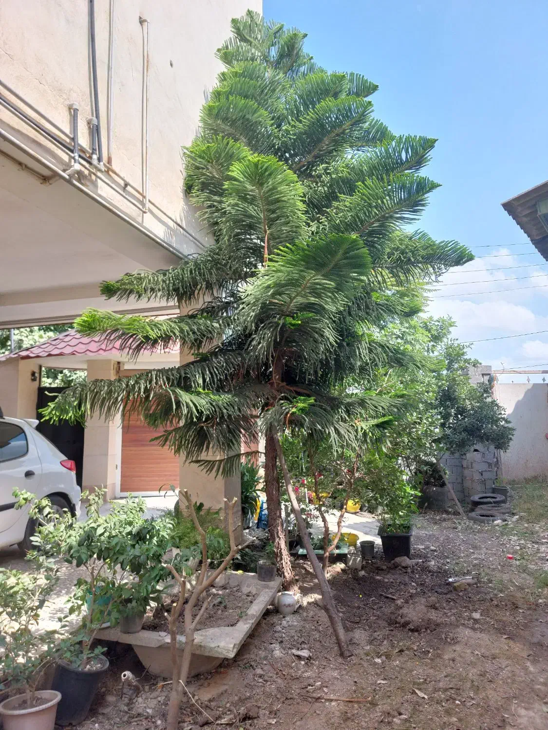 کاج مطبق|گل و گیاه طبیعی|آمل, |دیوار