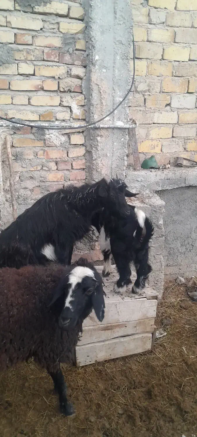 بز با بزقاله بزقاله نر دوماهه بز هم شکم اول|حیوانات مزرعه|سردرود, |دیوار