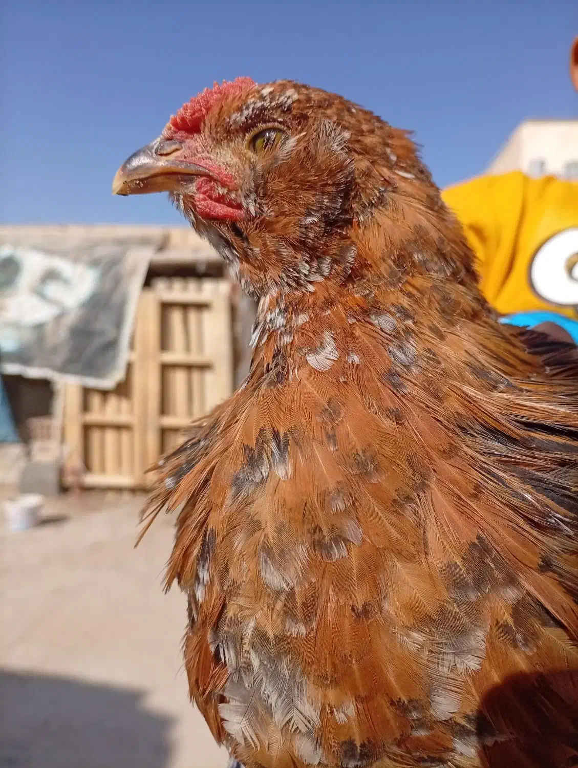 سه تا نیمچه خروس بومی گلین|حیوانات مزرعه|برخوار, |دیوار