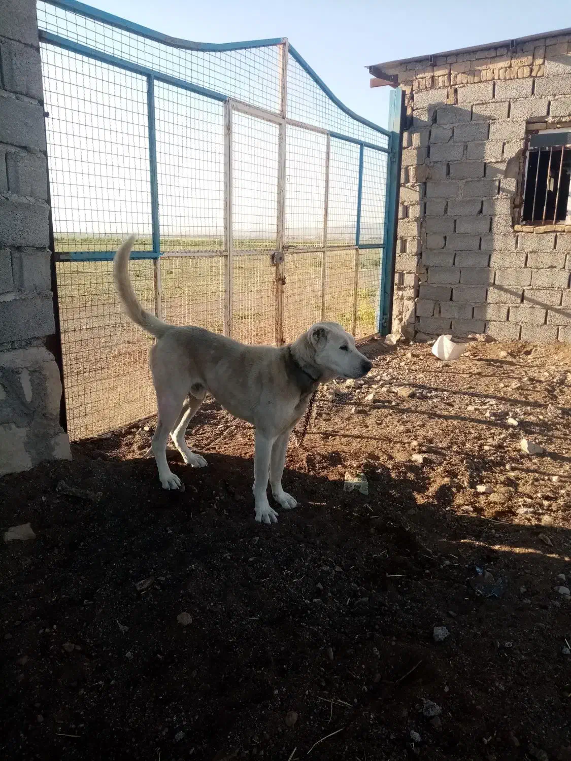 سگ.|سگ|سبزوار, رباط|دیوار