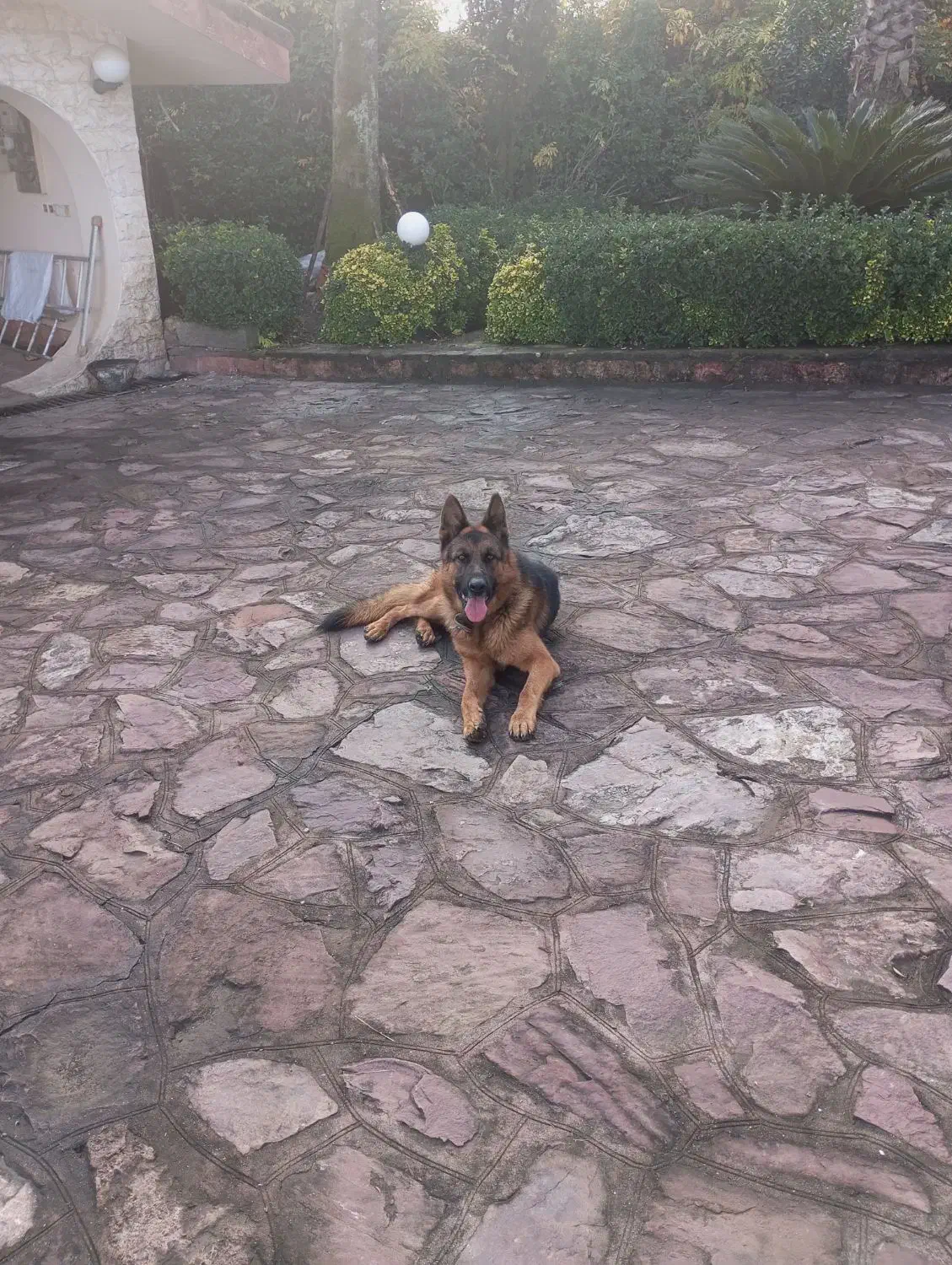 سگ ژرمن موکوتاه|سگ|رامسر, |دیوار