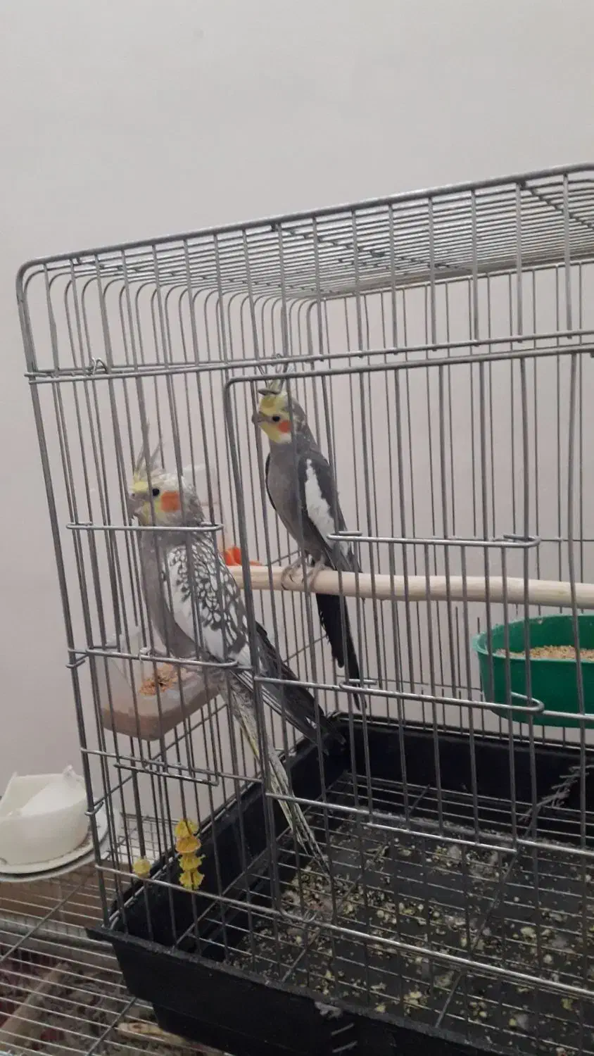 عروس هلندی|پرنده|عجب شیر, |دیوار