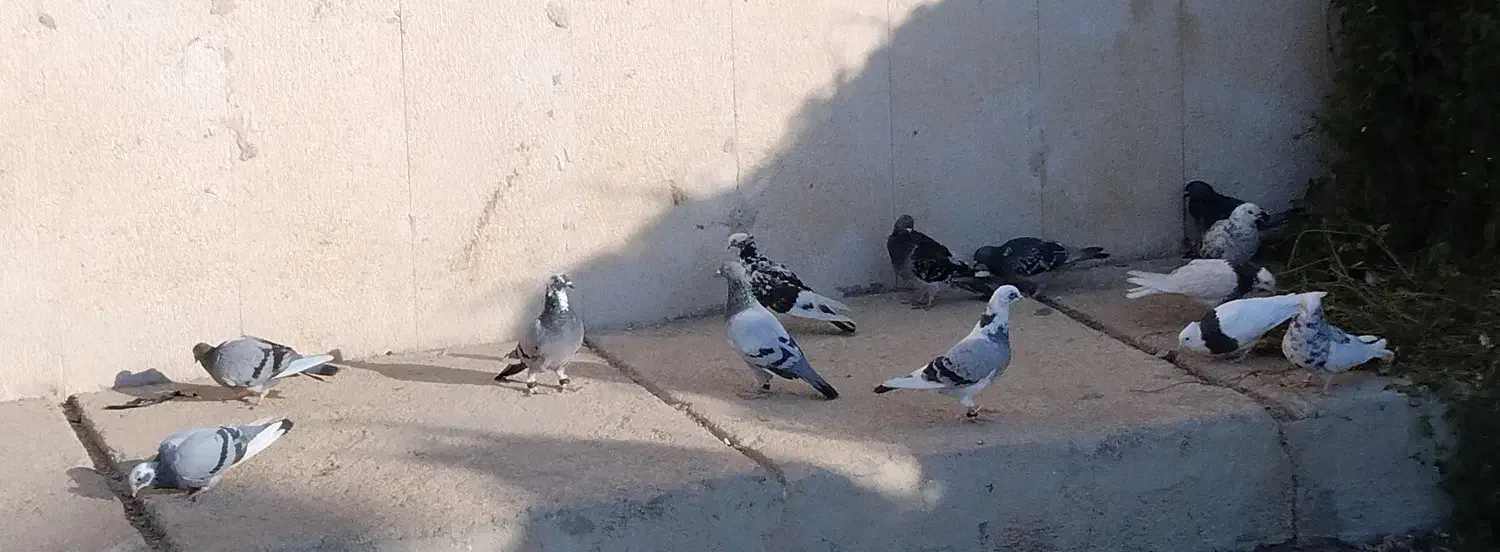 طوقی|پرنده|دوگنبدان, |دیوار